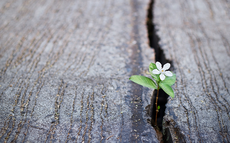 Flower growing through crack